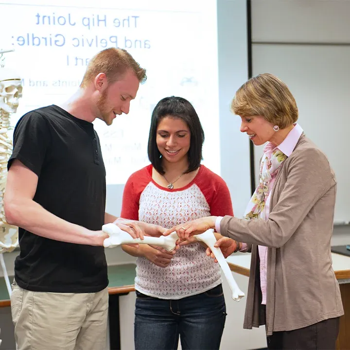 Professor standing with two students in classroom looking at models of two bones.